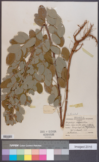 Lespedeza cyrtobotrya image