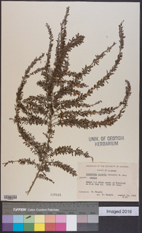 Lespedeza cuneata image