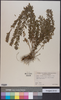 Lespedeza cuneata image