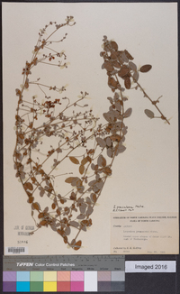 Lespedeza procumbens image