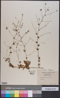 Lespedeza procumbens image