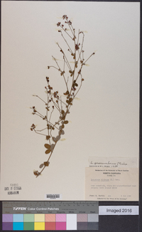 Lespedeza procumbens image