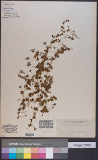 Lespedeza procumbens image