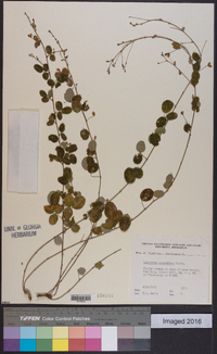 Lespedeza procumbens image