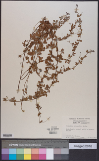 Lespedeza procumbens image