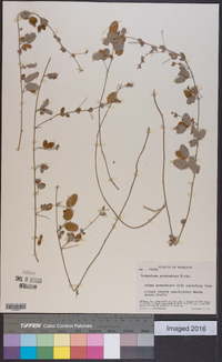 Lespedeza procumbens image