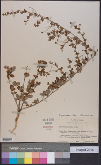 Lespedeza procumbens image