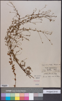 Lespedeza procumbens image