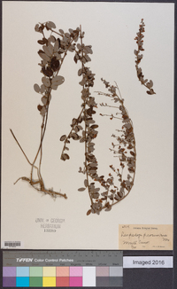 Lespedeza procumbens image