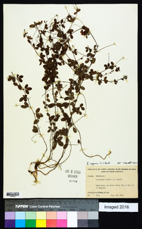 Lespedeza repens image