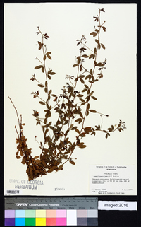 Lespedeza repens image