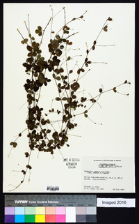 Lespedeza repens image