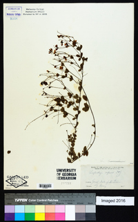 Lespedeza repens image