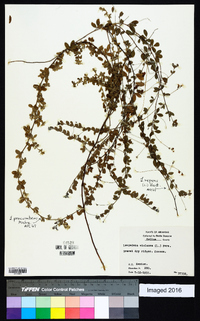 Lespedeza violacea image