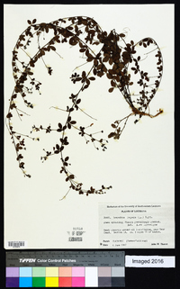 Lespedeza repens image