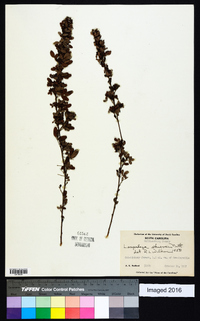 Lespedeza stuevei image