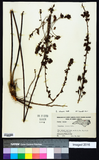 Lespedeza stuevei image