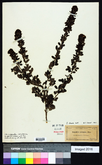 Lespedeza stuevei image