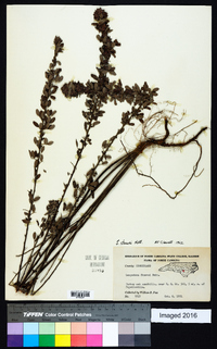 Lespedeza stuevei image