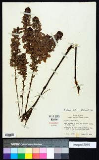 Lespedeza stuevei image