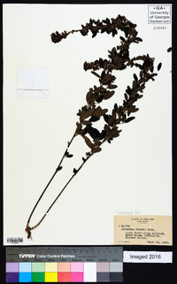 Lespedeza stuevei image