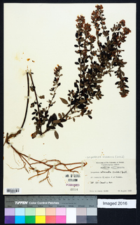 Lespedeza violacea image