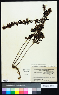 Lespedeza violacea image