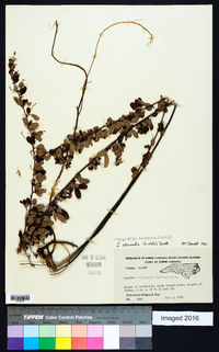 Lespedeza violacea image