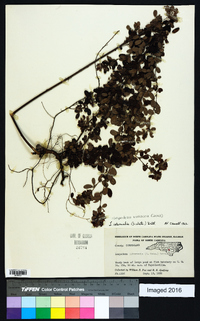 Lespedeza violacea image