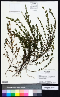 Lespedeza violacea image