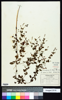 Lespedeza violacea image