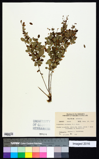 Lespedeza violacea image