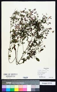 Lespedeza violacea image