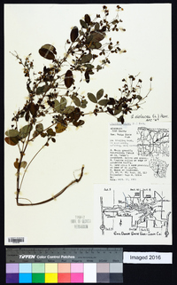 Lespedeza violacea image