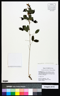 Lespedeza violacea image