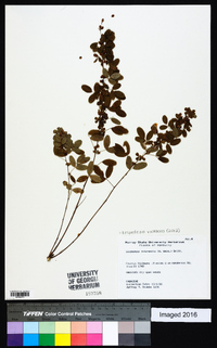 Lespedeza violacea image