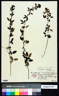 Lespedeza violacea image