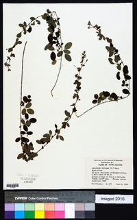 Lespedeza violacea image