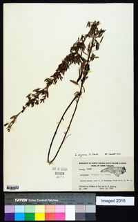 Lespedeza virginica image