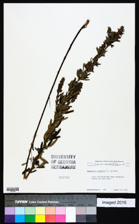 Lespedeza virginica image