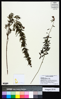 Lespedeza virginica image