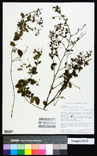 Lespedeza violacea image