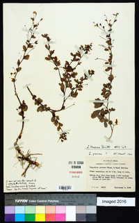 Lespedeza texana image