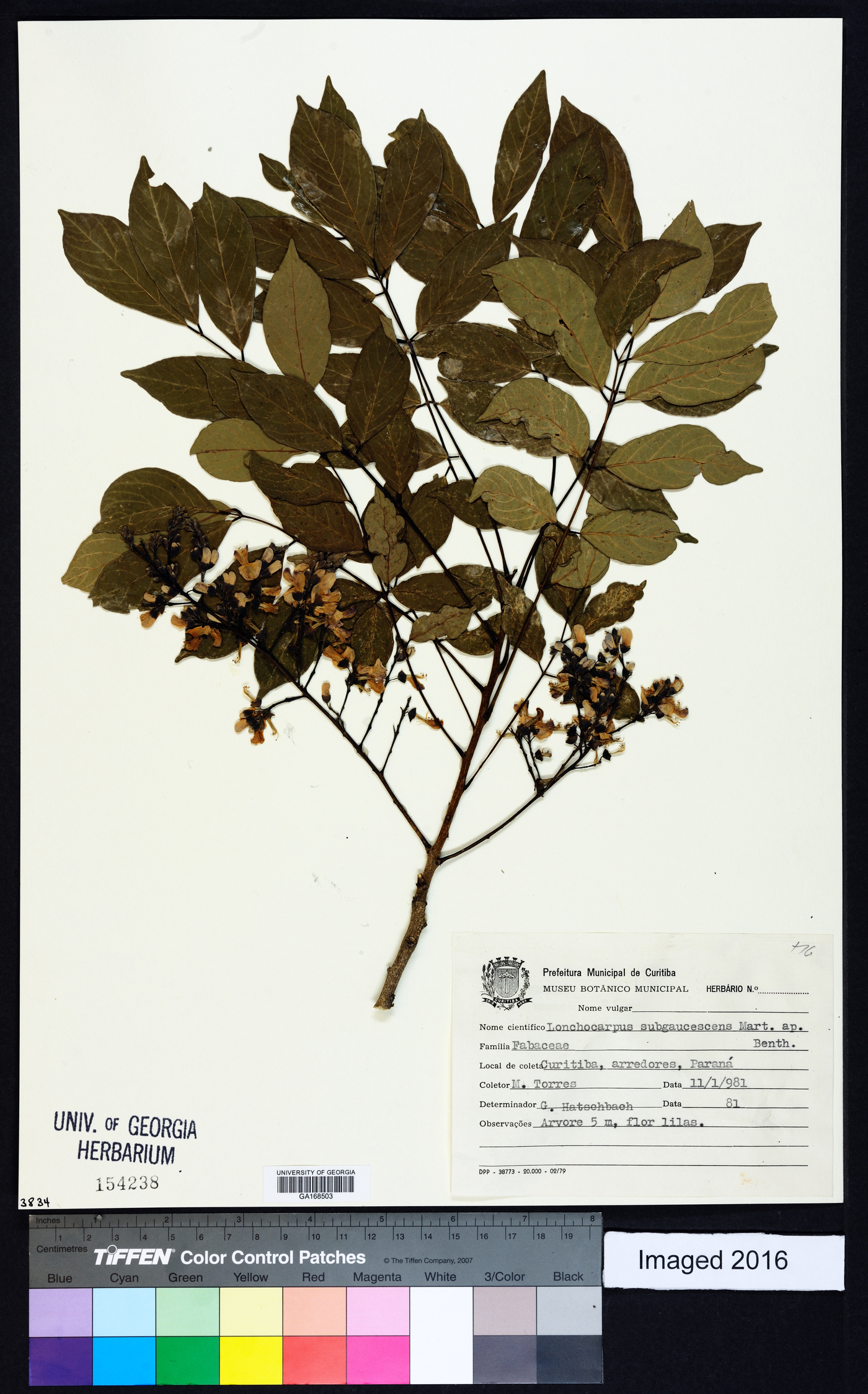 Lonchocarpus subglaucescens image