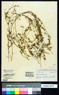 Lotus corniculatus image