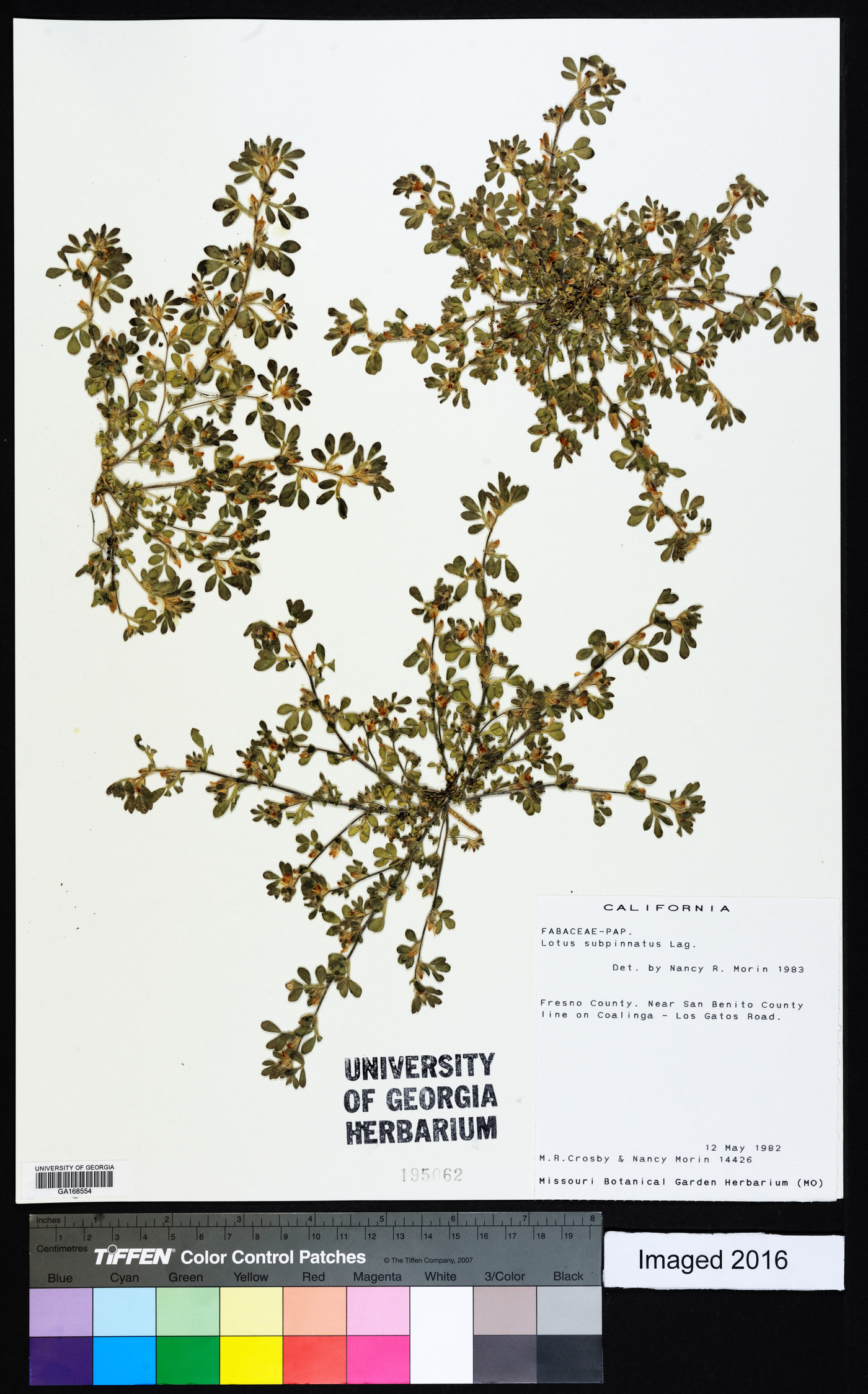 Lotus wrangelianus image