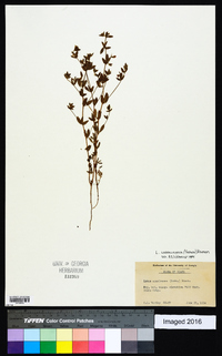 Acmispon americanus var. americanus image