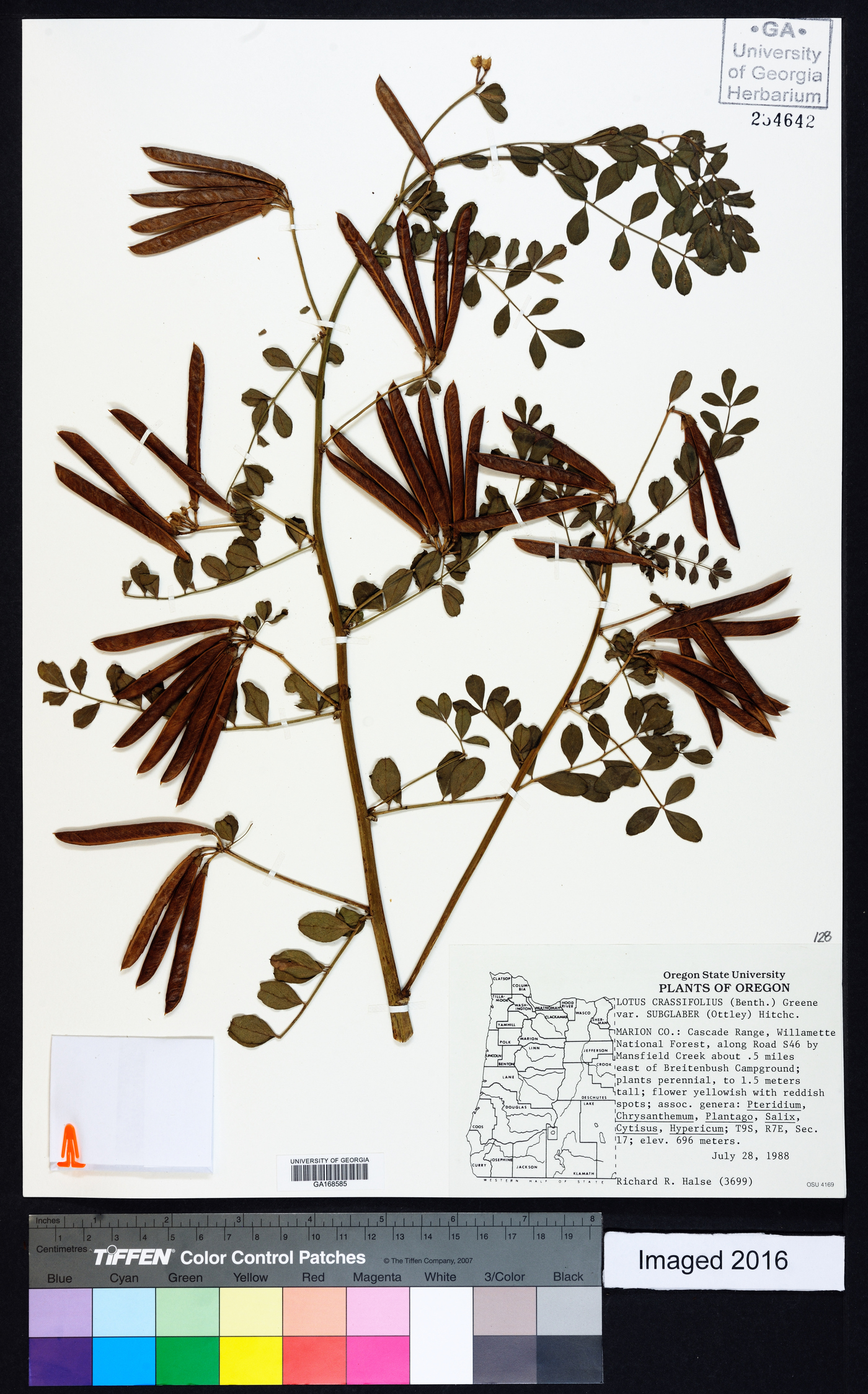 Lotus crassifolius image