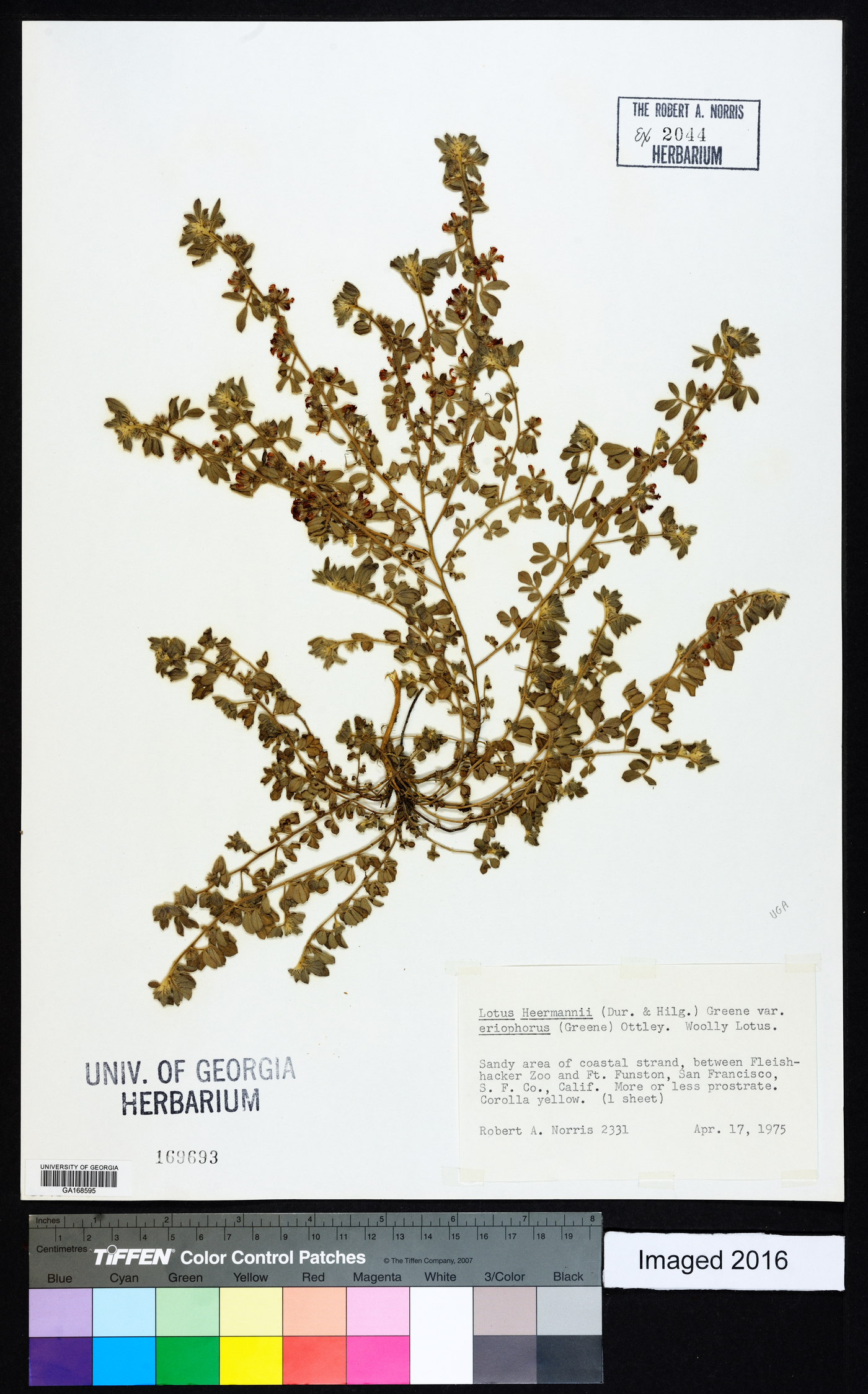 Lotus heermannii image