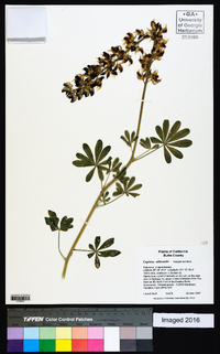 Lupinus albicaulis image